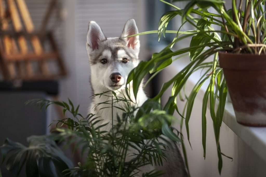 Easy-to-Grow Houseplants for a Lively Home Goldstone Financial Group