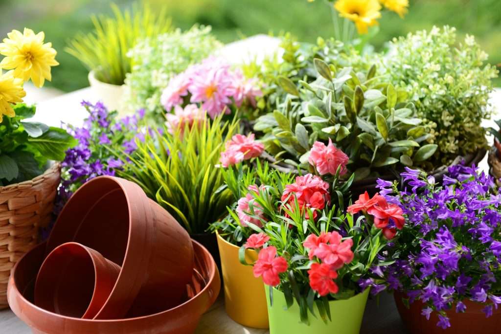 See Your Garden Flourish This Spring Goldstone Financial Group