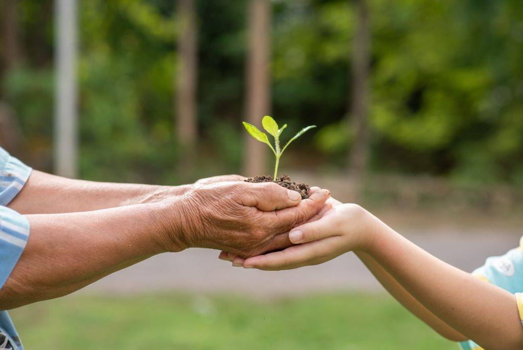 A small tree growing with soil forwarded or delivered between the hands of the elderly and children with the green forest background. Showed the care for the environment with sustainable development.